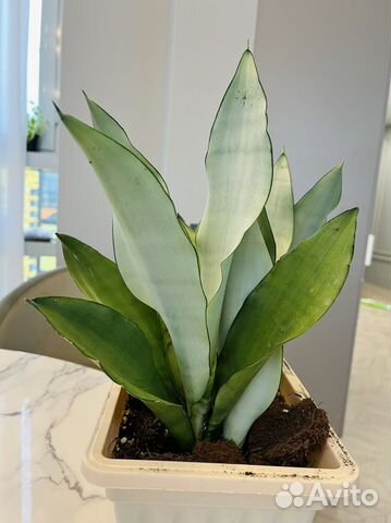 Сансевиерия муншайн, ханни голд, футура, лауренти