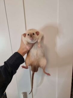 Сиамские крысята дамбо