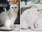 Продам котят серебристой британской шиншиллы объявление продам
