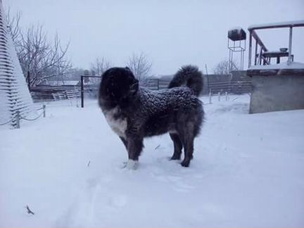 Гостиница для собак, зоотакси, зоогостиница