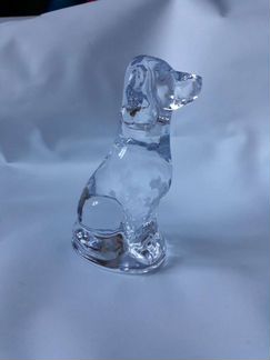 Охотничья собака стеклянная спаниель