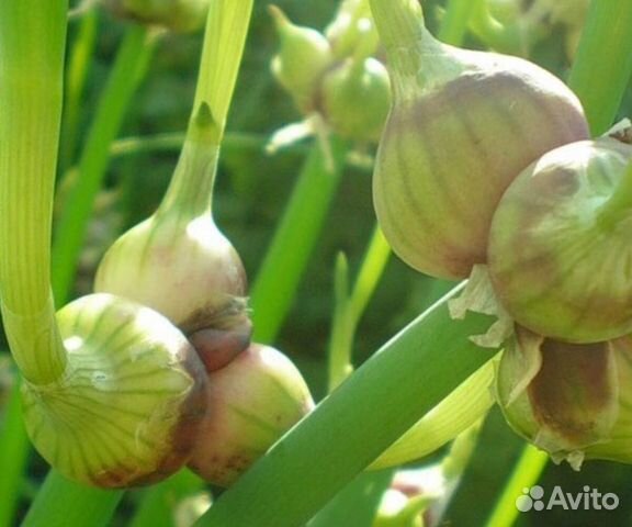 Двухъярусный лук