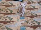 Канадский сфинкс,котенок объявление продам