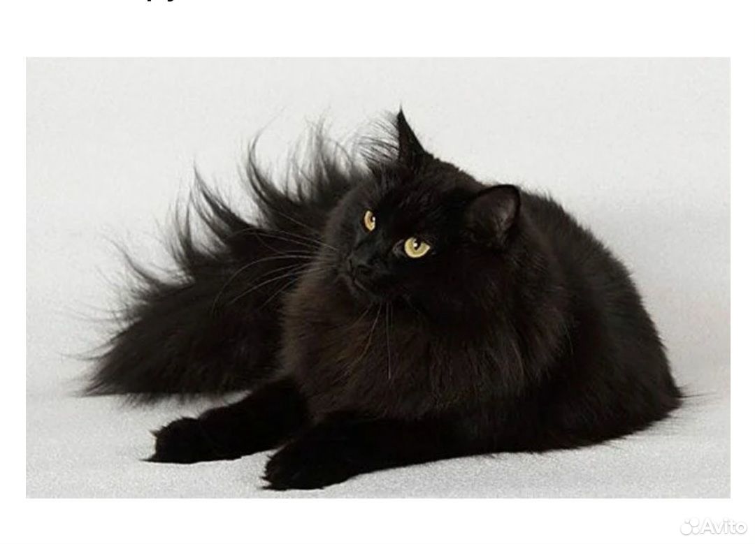 Черная распространенная порода. Сибирский длинношерстный черный кот. Сибирская длинношерстная кошка черная. Сибирская дымчатая длинношерстная. Бомбейская кошка длинношерстная.