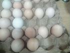 Инкубационное яйцо мехеленской кукушки