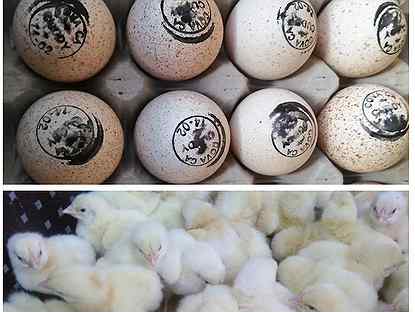 Инкубационное яйцо Бройлер,Индюк,Гуси и утки
