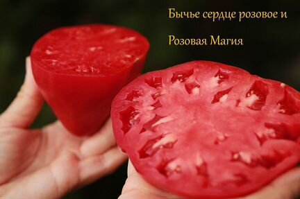 Семена Сортовых Томатов розовая магия (Болгария) 1