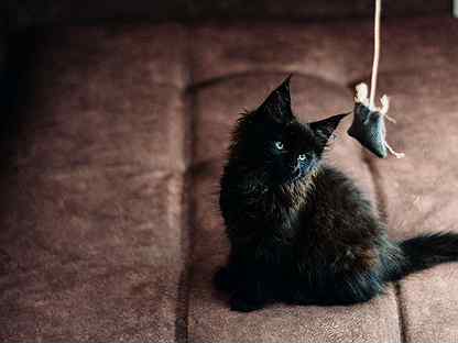 Чёрная кошка Мейн кун, 4 месяца