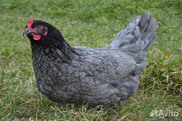 Куры молодки несушки доминант