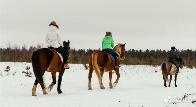 Лошадь в аренду, прокат лошадей