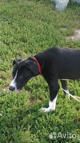 Беда.собака в дар в добрые руки