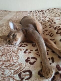 Передержка (домашняя) птиц, грызунов, кошек, собак