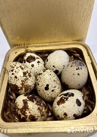 Инкубационное яйцо перепелов Техасский белый