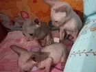 Донской сфинкс котенок объявление продам
