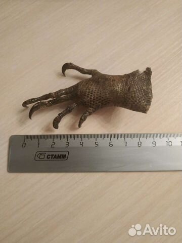 Лапка аллигатора
