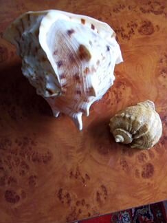 Раковина моллюска