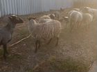 Овцы бараны ягнята романовские объявление продам