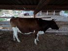 Коровы дойные молочные, стельные объявление продам