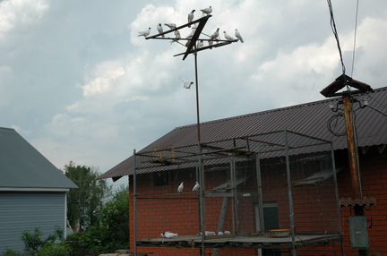 Голуби Иранские бойные, щекатые,головастые