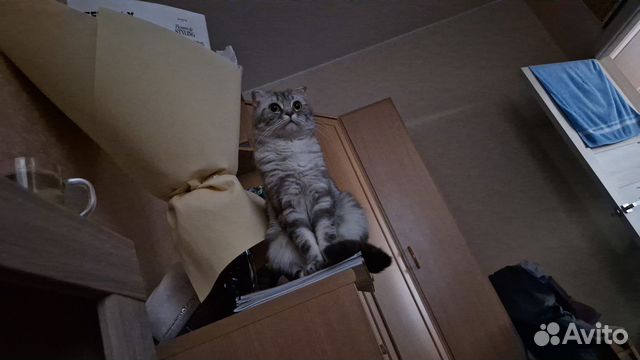 Шотландская вислоухая кошка бесплатно
