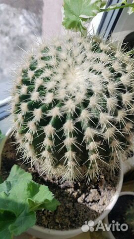 Продам Кактус Грузони
