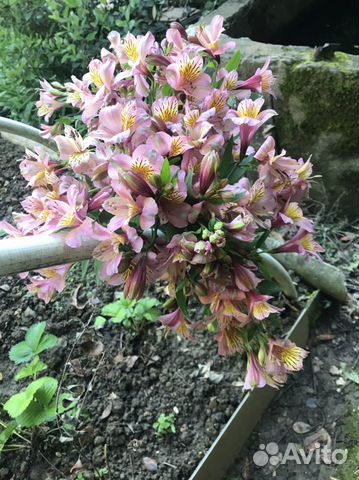 Альстромерия