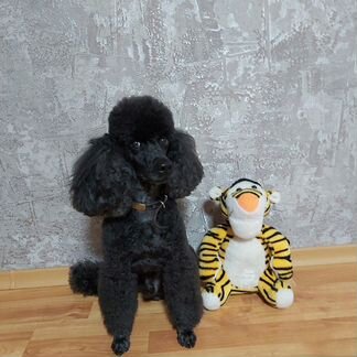 Вязка карликового пуделя