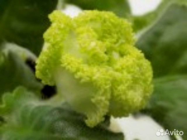 Фиалка сортовая