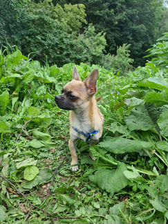 Чихуахуа мини вязка