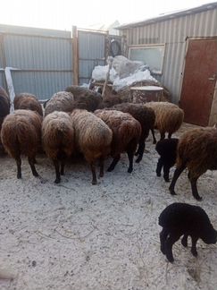 Овцы бараны от 5000