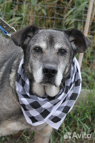 Собака в добрые руки, Барс