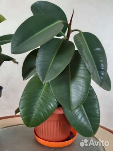 Фикусы разнообразные