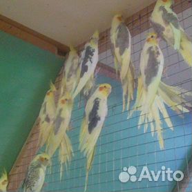 Красивые попугаи кареллы