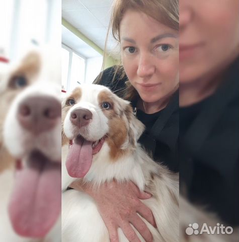 Грумер (стрижка, гигиена животных)