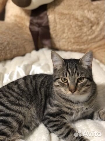 Передержка животных