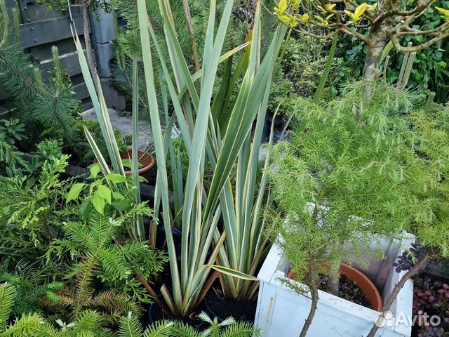 Лен новозеландский,формиум