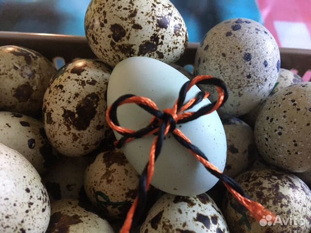 Яйцо инкубационное перепелов разных пород