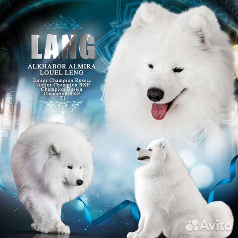 Кобель самоедской собаки открыт для вязок