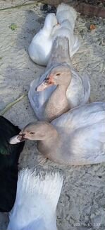 Индоутки немецких тяжёлых линий