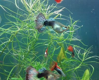 Аквариум три 120л, 55л, 50л, 5л