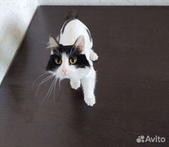 Ветеринарный врач на дом