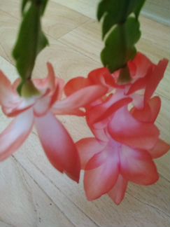 Декабрист цвета морковный, белый, фуксия