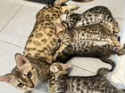 Бенгальские котята(есть доставка в соседние рег-ны объявление продам