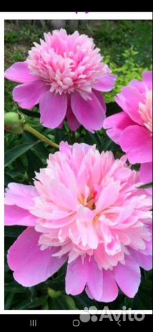 Пион розовый Мсье жюль Эли