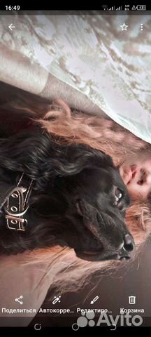 Английский кокер спаниель черный