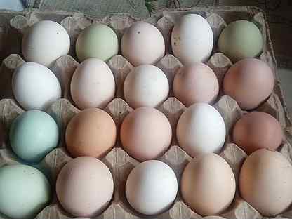 Яйца перепелиные и куриное инкубационное