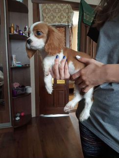 Очаровательная девочка кавалерочка