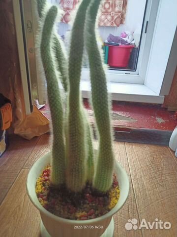 Отдам за большую шоколадку алёнка)