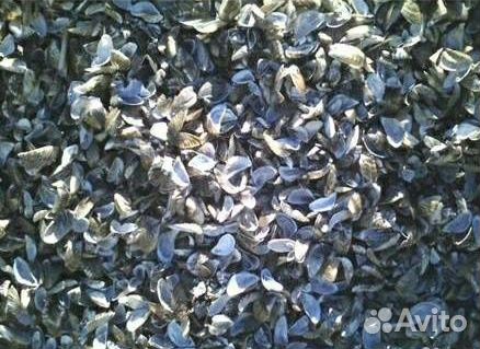 Ракушка кормовая для кур