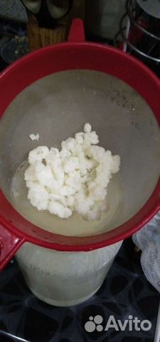 Тибетский молочный гриб